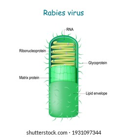 rabies virus structure. Anatomy of virion Rabies lyssavirus. structure. Anatomy of virion Rabies lyssavirus.