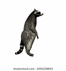 Raccon wildlife animal ilustration for logo template or mascot 