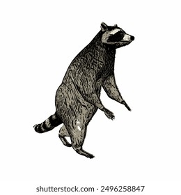 Raccon wildlife animal ilustration for logo template or mascot 