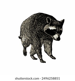 Raccon wildlife animal ilustration for logo template or mascot 