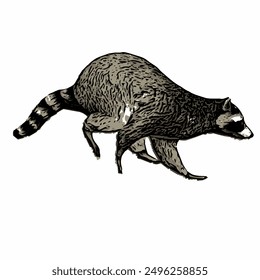 Raccon wildlife animal ilustration for logo template or mascot 