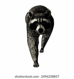 Raccon wildlife animal ilustration for logo template or mascot 