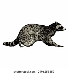 Raccon wildlife animal ilustration for logo template or mascot 