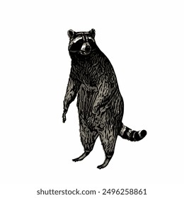 Raccon wildlife animal ilustration for logo template or mascot 