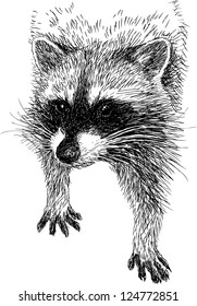 raccoon