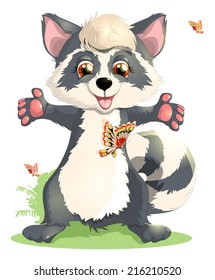 raccoon