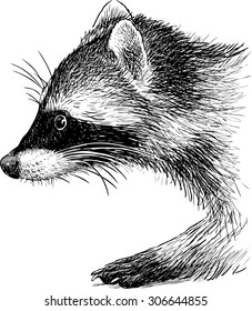 raccoon