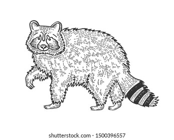 Raccoon animal sketch engraving vector illustration. Tee shirt apparel print design. Scratch board style imitation. Black and white hand drawn image.