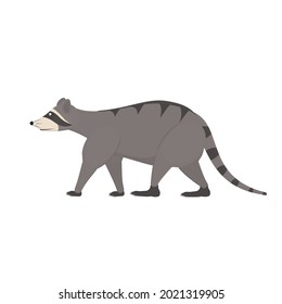 Raccoon. Animal raccoon, vector illustration