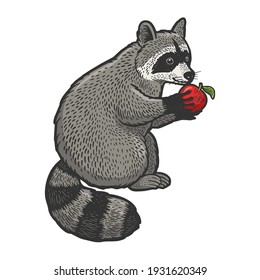 raccoon and apple color sketch engraving vector illustration. T-shirt apparel print design. Scratch board imitation. Black and white hand drawn image.