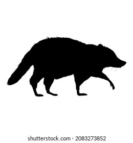 Raccoon Black Silhouette Walking on Isolated White Background. Side View Illustration.