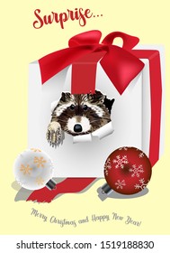 Raccoon in a Christmas present! Slogan Merry Christmas and Happy New Year!
