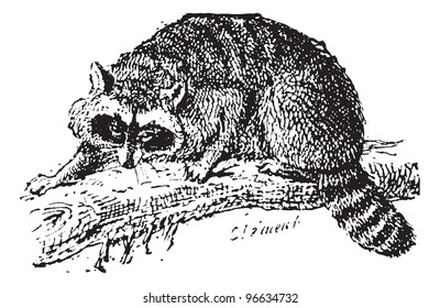 Raccoon or Common Raccoon or North American raccoon or Northern Raccoon, vintage engraved illustration. Dictionary of words and things - Larive and Fleury - 1895.