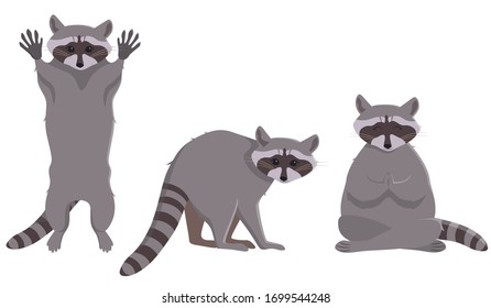 Raccoon in different poses. Cute animal in cartoon style.