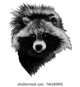 the raccoon dog sketch head vector graphics color picture