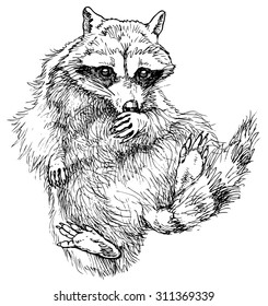 Raccoon - drawn vector illustration, isolated on white, stylized engraving