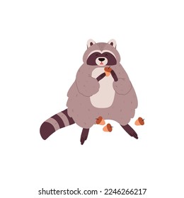 Raccoon eating acorns flat cartoon vector illustration isolated on white background. Eating cute funny raccoon funny furry forest animal cartoon character.