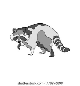 Raccoon. Forest animals. Isolated vector object on white background.