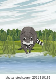 The raccoon is found shellfish in the lake water. Realistic vector vertical landscape