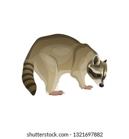 Raccoon in full growth. Side view. Vector illustration isolated on white background