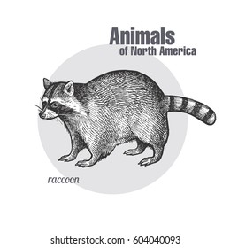 Raccoon. Hand drawing of wildlife. Animals of North America series. Vintage engraving style. Vector illustration art. Black and white. Isolated object of nature naturalistic sketch. 