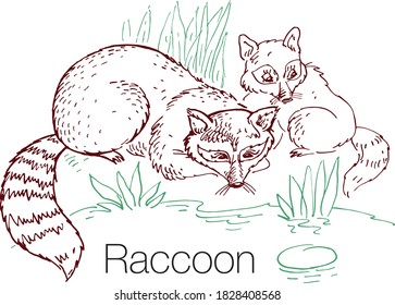 Raccoon hand drawn vector illustration. Linear engraved art