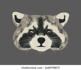 Raccoon head over a background. Raccoon dog realistic portrait. Furry raccoon face looking straight.