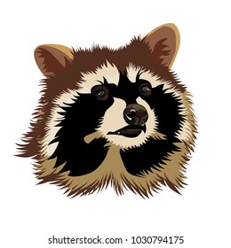Raccoon head. Vector illustration.