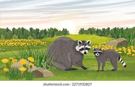 A raccoon and her cub in a meadow with blooming dandelions. Summer in nature. Realistic vector landscape
