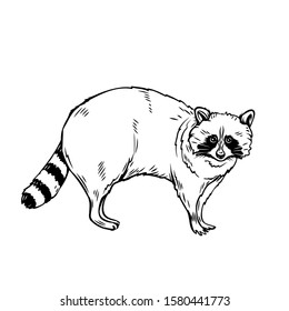 Raccoon icon outline. Zoo animal, vector illustration.