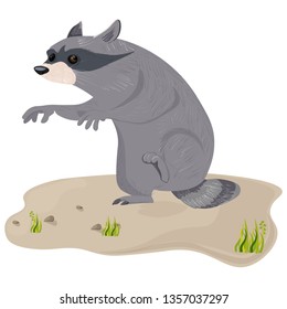 Raccoon isolated Vector. Cute cartoon character illustrations
