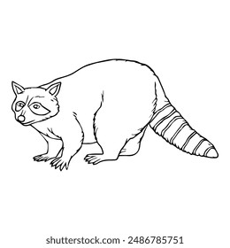 raccoon line vector illustration,isolated on white background,top view