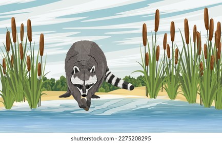 El mapache está buscando mariscos en el lago. Orilla arenosa del lago con altos pesos de cola. Paisaje vectorial realista