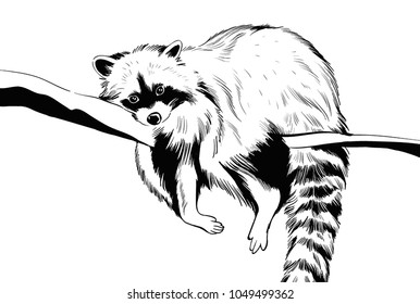 Raccoon Lying On a Branch