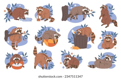 Raccoon mammal animals cartoon characters set flat vector illustration isolated on white background. Cute raccoon animals, alone and with family in action.