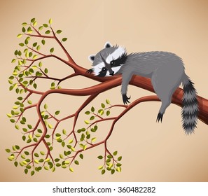 Raccoon on the tree