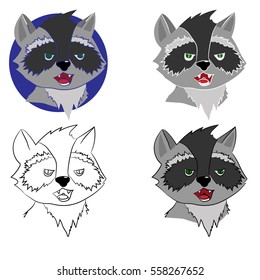 raccoon on a white background