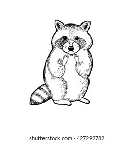 Raccoon. Outline vector illustration.