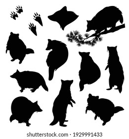 raccoon (Procyon lotor) black and white vector silhouette set - standing, walking, crawling animal with footprints and profile head outline