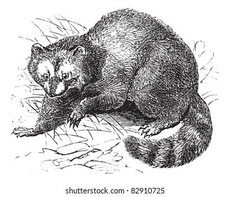 Raccoon or Procyon lotor or Racoon or Common raccoon or North American raccoon or Northern raccoon or Coon or Ursus lotor, vintage engraving.  Trousset encyclopedia (1886 - 1891).