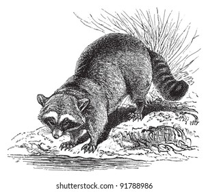 Raccoon (Procyon lotor) / vintage illustration from Meyers Konversations-Lexikon 1897