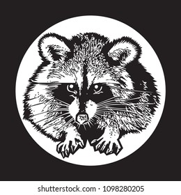 Raccoon - realistic graphic vector illustration.
Black and white portrait in style of engraving, isolated on a white circle, design element for logo or template. Cute animal of North America. 