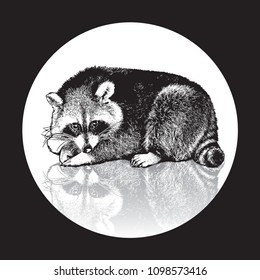 Raccoon - realistic graphic vector illustration.
Black and white portrait in style of engraving, isolated on a white circle, design element for logo or template. Cute animal of North America. 