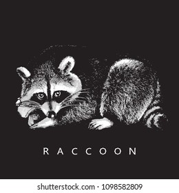 Raccoon - realistic portrait on black background.
Black and white vector illustration in style of engraving, graphic design element for logo (logotype) or template. Cute fluffy animal of North America