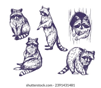 Raccoon. conjunto de ilustraciones realistas, bocetos dibujados a mano vectorial