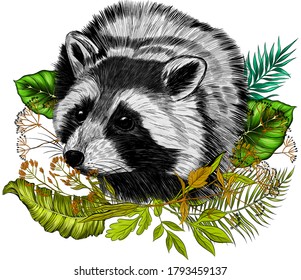 raccoon sitting in the grass vector illustration