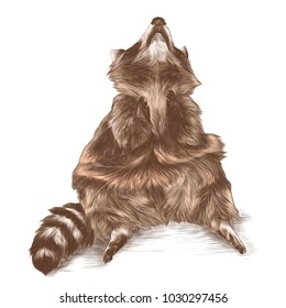 raccoon sitting and looking up with raised legs, sketch vector graphic colored drawing