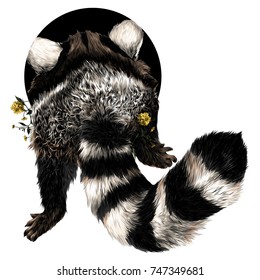 raccoon sketch vector graphics back color picture