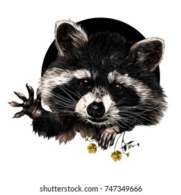 raccoon sketch vector graphics front side is a color picture