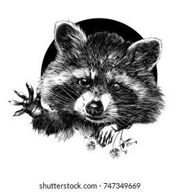 raccoon sketch vector graphics front side is black-and-white monochrome pattern